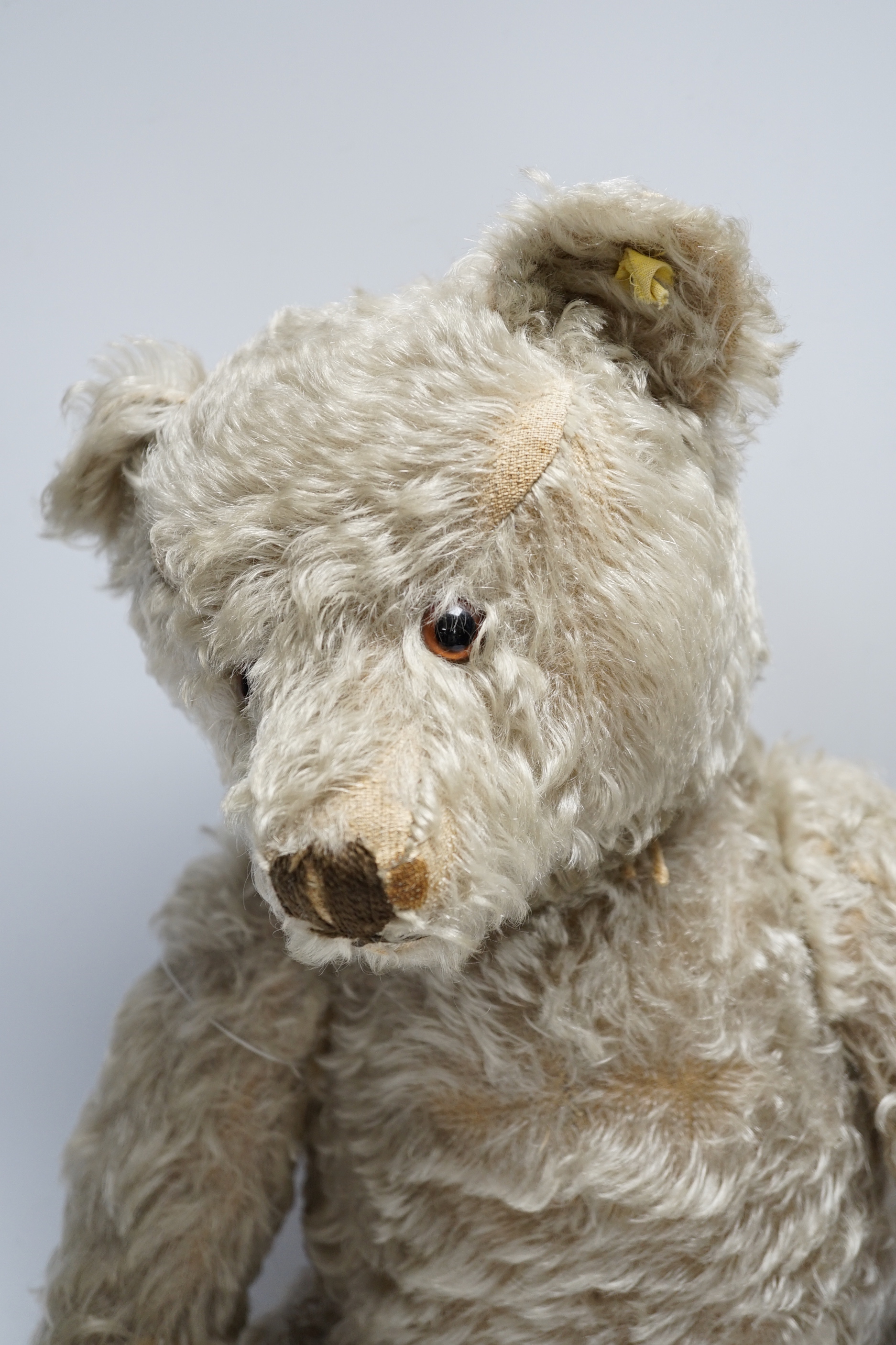 Steiff bear, c.1950's, button and label, 50cm, one ear loose, holes to paw pads, small patch of wear on chest